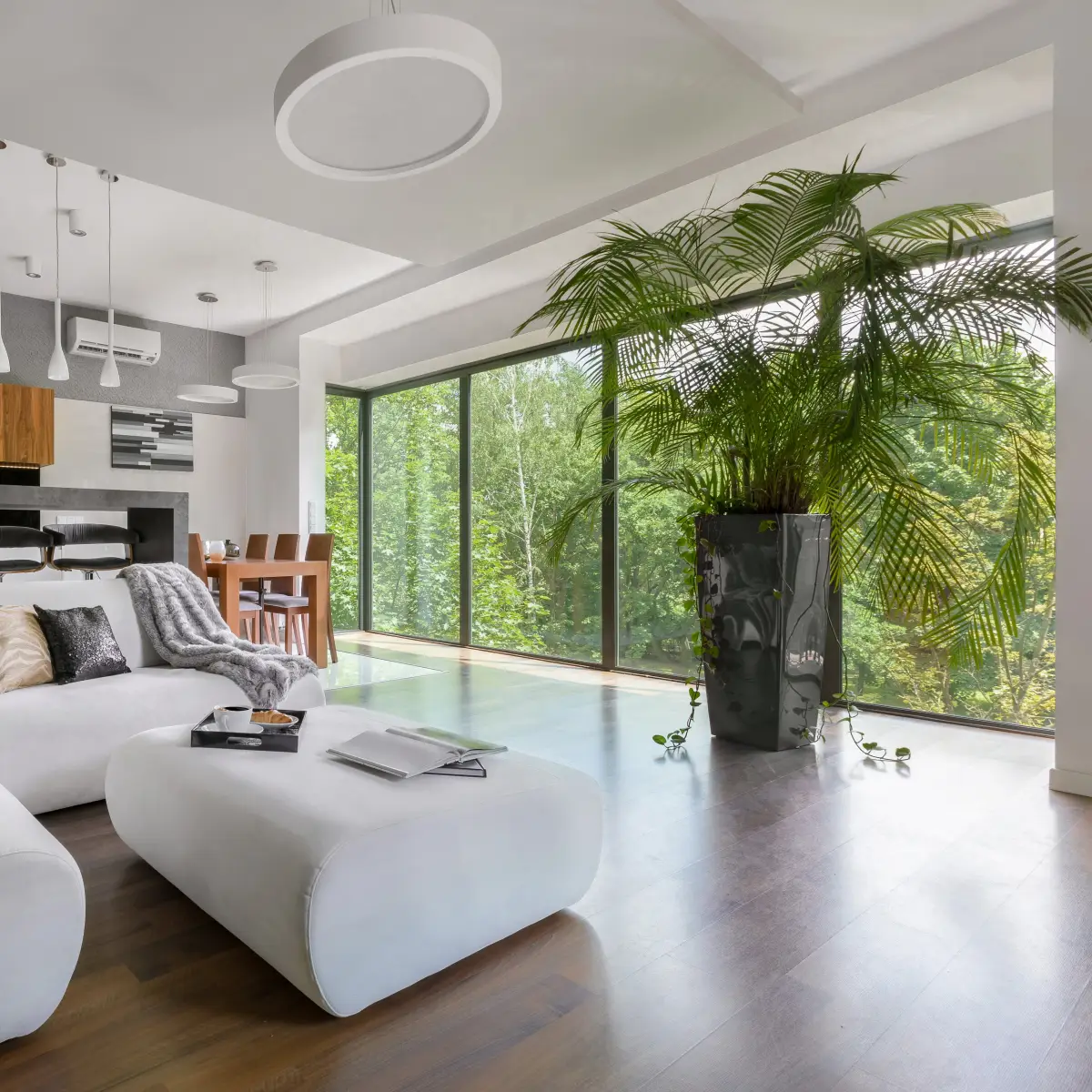 Jaka doniczka do palmy?